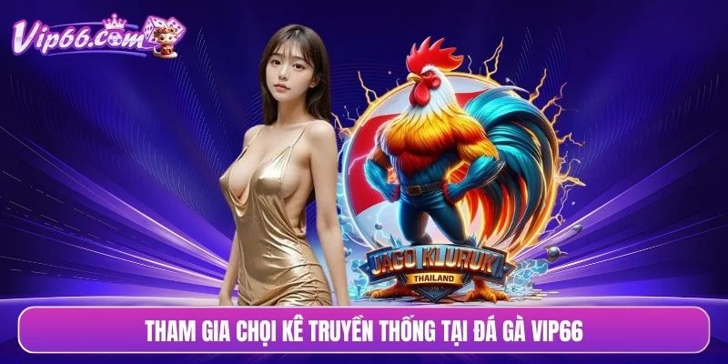 Tham gia chọi kê truyền thống tại đá gà VIP66
